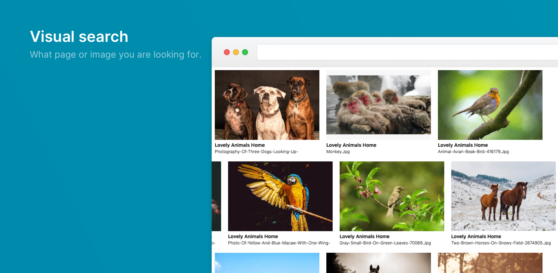 Visual search